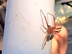 Larinioides cornutus