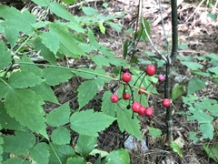 Actaea × ludovicii