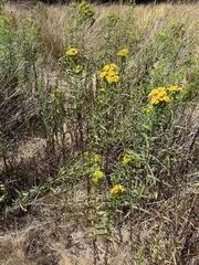 Euthamia occidentalis