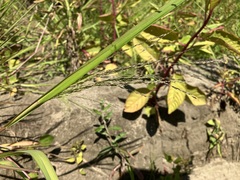 Panicum dichotomiflorum