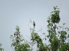 Carpodacus erythrinus