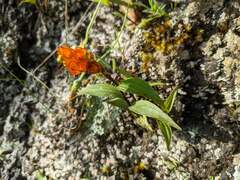 Elleanthus aurantiacus