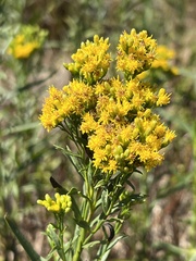 Euthamia occidentalis