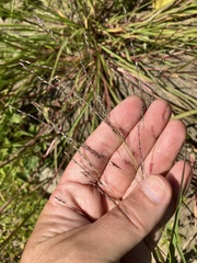Panicum dichotomiflorum