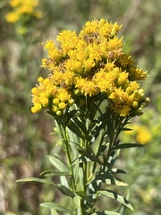 Euthamia occidentalis