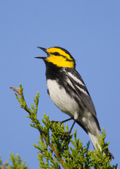 Setophaga chrysoparia