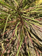 Panicum dichotomiflorum