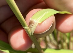 Panicum dichotomiflorum