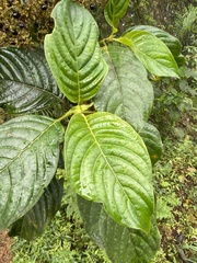 Psychotria