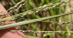 Panicum dichotomiflorum