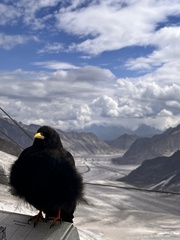 Pyrrhocorax graculus