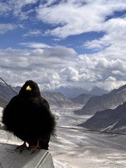 Pyrrhocorax graculus