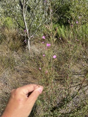 Epilobium brachycarpum