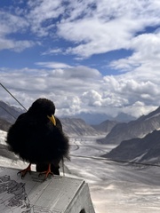 Pyrrhocorax graculus