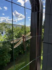 Aeshna grandis