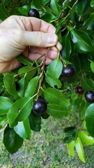 Flacourtia indica