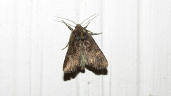 Helotropha reniformis