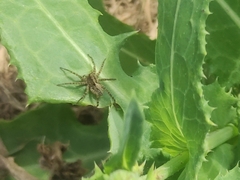 Alopecosa pulverulenta