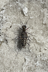 Ellipsoptera hamata