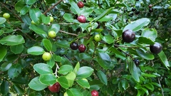 Flacourtia indica