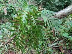 Pleopeltis pleopeltifolia