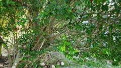 Flacourtia indica