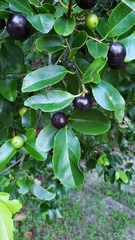 Flacourtia indica