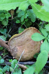 Xerocomus subtomentosus