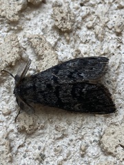 Orgyia pseudotsugata