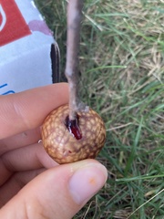 Amphibolips quercusjuglans