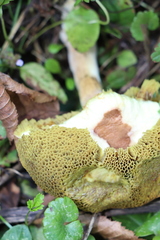 Xerocomus subtomentosus