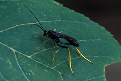 Exetastes suaveolens