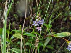 Epidendrum fimbriatum
