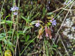 Epidendrum fimbriatum