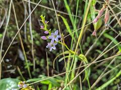 Epidendrum fimbriatum
