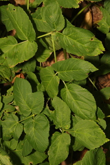 Aegopodium podagraria