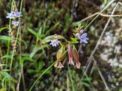 Epidendrum fimbriatum