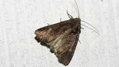 Helotropha reniformis