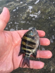 Abudefduf vaigiensis