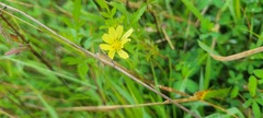 Pyrrhopappus carolinianus