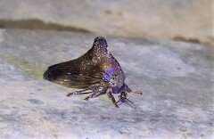 Telamona monticola