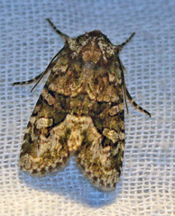 Lacinipolia olivacea