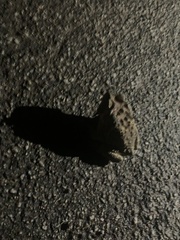 Duttaphrynus melanostictus