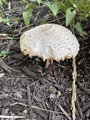 Agaricaceae