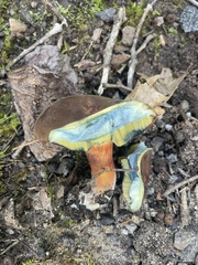 Cyanoboletus pulverulentus