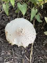 Agaricaceae