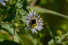 Eristalis anthophorina