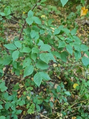 Euonymus verrucosus