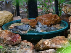 Baeolophus atricristatus