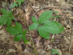 Rubus allegheniensis